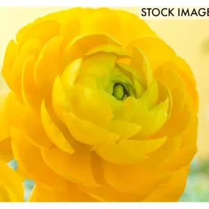 Van Zyverden Buttercups Ranunculus Sunshine, Set of 25 Bulbs - glamourwo.com | ladies' apparel & accessories & shoes | Cheap