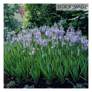 Van Zyverden Camassia Quamash Set of 25 Bulbs - glamourwo.com | ladies' apparel & accessories & shoes | Fashion