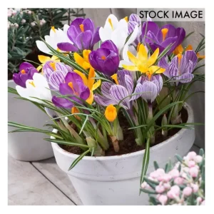 Van Zyverden Crocus Large Flowering Blend For Containers 25ct - glamourwo.com | ladies' apparel & accessories & shoes | Shop