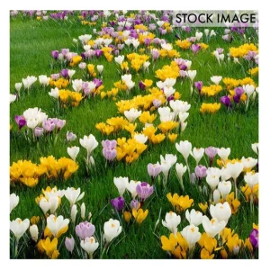 Van Zyverden Crocus Large Flowering Blend Set of 50 Bulbs - glamourwo.com | ladies' apparel & accessories & shoes | Online