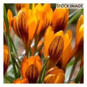 Van Zyverden Crocus Orange Monarch Set of 25 Bulbs - glamourwo.com | ladies' apparel & accessories & shoes | Hot