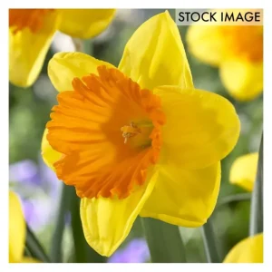 Van Zyverden Daffodils Akita Set of 12 Bulbs - glamourwo.com | ladies' apparel & accessories & shoes | Store