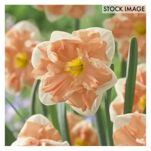Van Zyverden Daffodils Apricot Whirl Set of 12Bulbs - glamourwo.com | ladies' apparel & accessories & shoes | Clearance