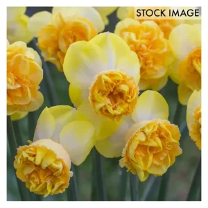 Van Zyverden Daffodils Art Perfume Set of 8 Bulbs - glamourwo.com | ladies' apparel & accessories & shoes | Shop