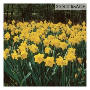 Van Zyverden Daffodils Classic Improved King Alfred Type 25ct - glamourwo.com | ladies' apparel & accessories & shoes | Hot