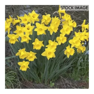 Van Zyverden Daffodils Dutch Master Set of 5 Bulbs - glamourwo.com | ladies' apparel & accessories & shoes | Store