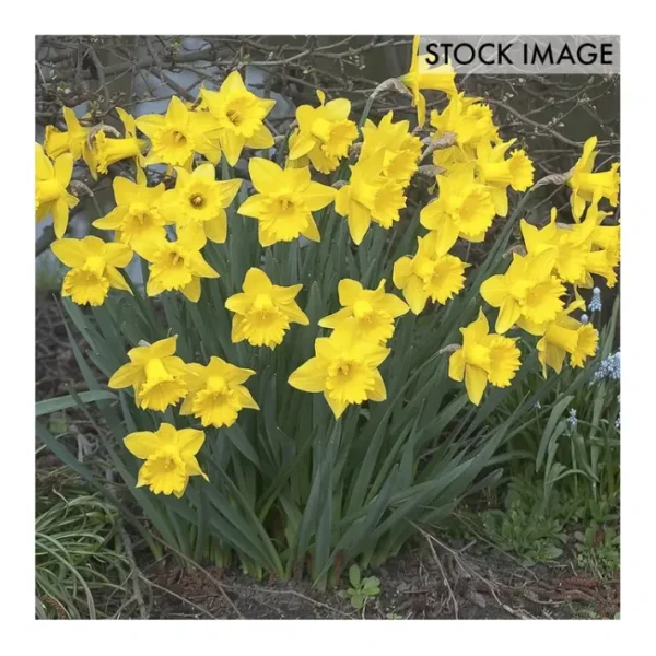Van Zyverden Daffodils Dutch Master Set of 5 Bulbs - glamourwo.com | ladies' apparel & accessories & shoes | Store