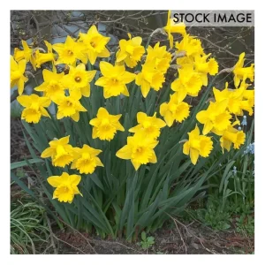 Van Zyverden Daffodils Dutch Master Set of 50 Bulbs - glamourwo.com | ladies' apparel & accessories & shoes | Cheap