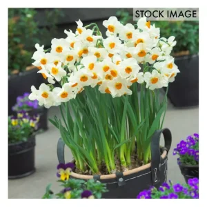Van Zyverden Daffodils Geranium Set of 12 Bulbs - glamourwo.com | ladies' apparel & accessories & shoes | New