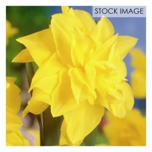 Van Zyverden Daffodils Golden Ducat Set of 12 Bulbs - glamourwo.com | ladies' apparel & accessories & shoes | Best