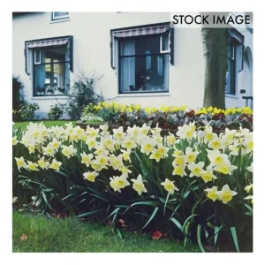 Van Zyverden Daffodils Ice Follies Set of 12 Bulbs - glamourwo.com | ladies' apparel & accessories & shoes | Outlet