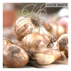 Van Zyverden Daffodils Kitchen Sink Mixture Setof 50 Bulbs - glamourwo.com | ladies' apparel & accessories & shoes | Sale