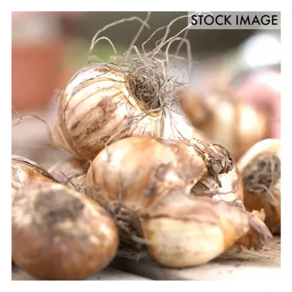 Van Zyverden Daffodils Kitchen Sink Mixture Setof 50 Bulbs - glamourwo.com | ladies' apparel & accessories & shoes | Sale