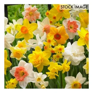 Van Zyverden Daffodils Kitchen Sink Mixture Setof 15 Bulbs - glamourwo.com | ladies' apparel & accessories & shoes | Flash Sale