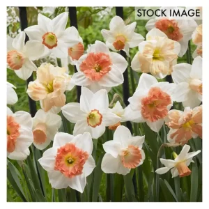 Van Zyverden Daffodils Pink Mixture Set of 50 Bulbs - glamourwo.com | ladies' apparel & accessories & shoes | Cheap