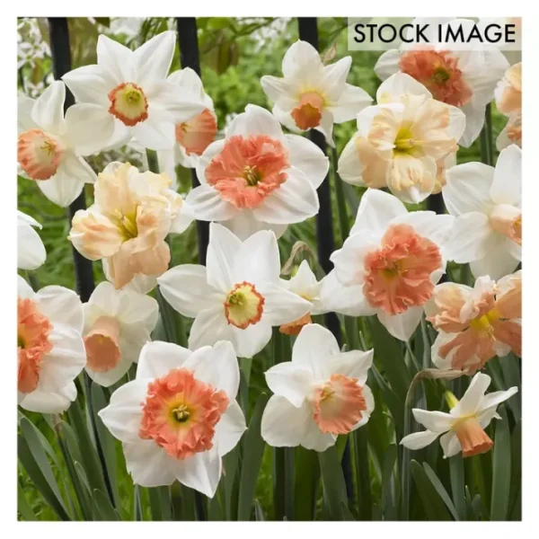 Van Zyverden Daffodils Pink Mixture Set of 50 Bulbs - glamourwo.com | ladies' apparel & accessories & shoes | Cheap