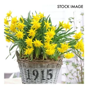 Van Zyverden Daffodils Rip Van Winkle Set of 12Bulbs - glamourwo.com | ladies' apparel & accessories & shoes | Store