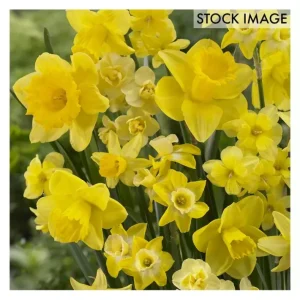 Van Zyverden Daffodils Season of Sunshine Mixture 25 Bulbs - glamourwo.com | ladies' apparel & accessories & shoes | New