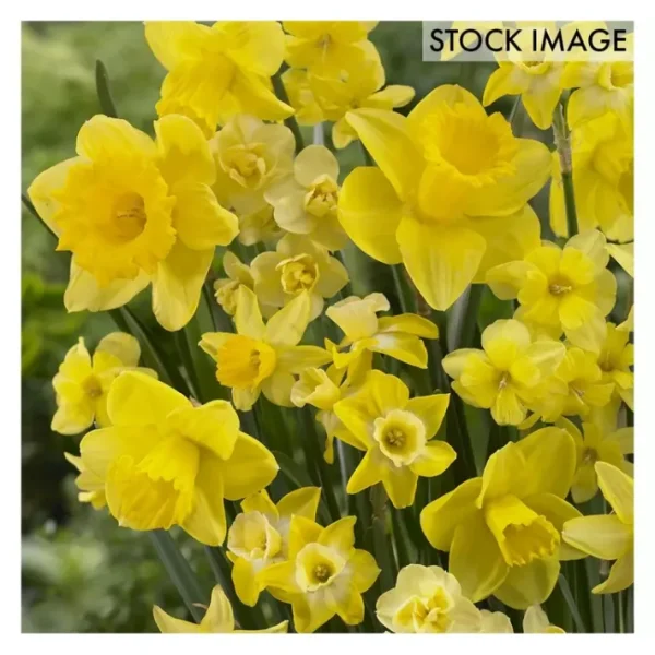 Van Zyverden Daffodils Season of Sunshine Mixture 25 Bulbs - glamourwo.com | ladies' apparel & accessories & shoes | New