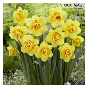 Van Zyverden Daffodils Tahiti Set of 12 Bulbs - glamourwo.com | ladies' apparel & accessories & shoes | Best
