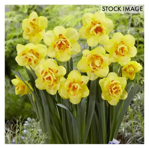 Van Zyverden Daffodils Tahiti Set of 12 Bulbs - glamourwo.com | ladies' apparel & accessories & shoes | Best