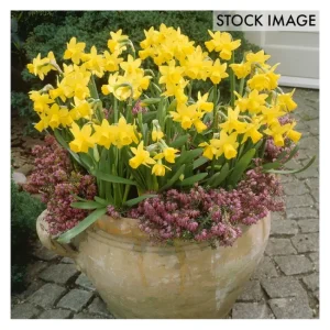Van Zyverden Daffodils Tete A Tete For Containers 25 Bulbs - glamourwo.com | ladies' apparel & accessories & shoes | Fashion