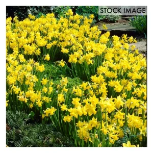 Van Zyverden Daffodils Tete a Tete Set of 25 Bulbs - glamourwo.com | ladies' apparel & accessories & shoes | Sale