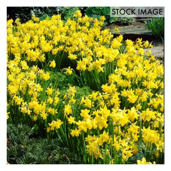 Van Zyverden Daffodils Tete a Tete Set of 25 Bulbs - glamourwo.com | ladies' apparel & accessories & shoes | Sale
