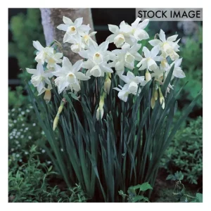 Van Zyverden Daffodils Thalia Set of 12 Bulbs - glamourwo.com | ladies' apparel & accessories & shoes | Clearance