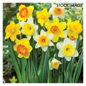 Van Zyverden Daffodils Trumpet and Cupped Mixture 15 Bulbs - glamourwo.com | ladies' apparel & accessories & shoes | Cheap