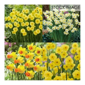 Van Zyverden Deer Resistant Daffodil Blend Setof 5 Bulbs - glamourwo.com | ladies' apparel & accessories & shoes | Cheap