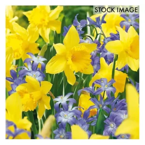 Van Zyverden Deer-Resistant Bulb Garden, Set of50 bulbs - glamourwo.com | ladies' apparel & accessories & shoes | Discount