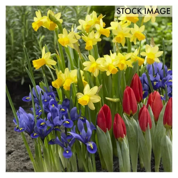 Van Zyverden Dutch Garden Set of 75 bulbs - glamourwo.com | ladies' apparel & accessories & shoes | Store