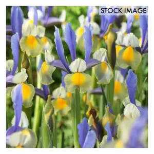 Van Zyverden Dutch Iris Miss Saigon Set of 25 Bulbs - glamourwo.com | ladies' apparel & accessories & shoes | Hot
