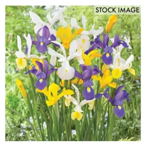 Van Zyverden Dutch Iris Mixed Set of 25 Bulbs - glamourwo.com | ladies' apparel & accessories & shoes | Store