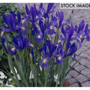 Van Zyverden Dutch Iris Sapphire Beauty Set of25 Bulbs - glamourwo.com | ladies' apparel & accessories & shoes | Best Sale