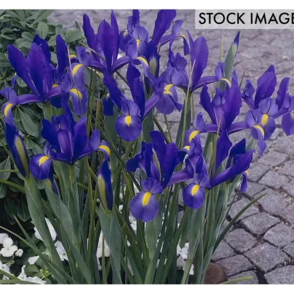 Van Zyverden Dutch Iris Sapphire Beauty Set of25 Bulbs - glamourwo.com | ladies' apparel & accessories & shoes | Best Sale