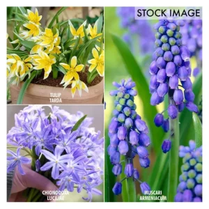 Van Zyverden Early Spring Bulb Garden Set of 75bulbs - glamourwo.com | ladies' apparel & accessories & shoes | New