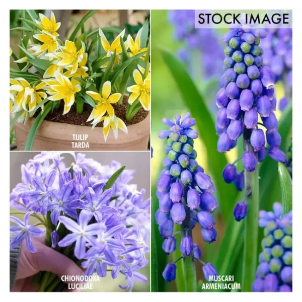 Van Zyverden Early Spring Bulb Garden Set of 75bulbs - glamourwo.com | ladies' apparel & accessories & shoes | New