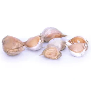 Van Zyverden Elephant Garlic Set of 3 Cloves - glamourwo.com | ladies' apparel & accessories & shoes | Best Sale