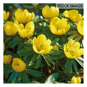 Van Zyverden Eranthis Winter Aconite Set of 50Bulbs - glamourwo.com | ladies' apparel & accessories & shoes | Cheap