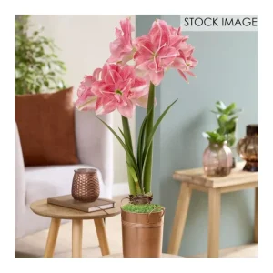 Van Zyverden Fast Track Amaryllis Kit Double Time - glamourwo.com | ladies' apparel & accessories & shoes | Discount
