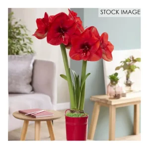 Van Zyverden Fast Track Amaryllis Kit Hypersonic - glamourwo.com | ladies' apparel & accessories & shoes | Flash Sale