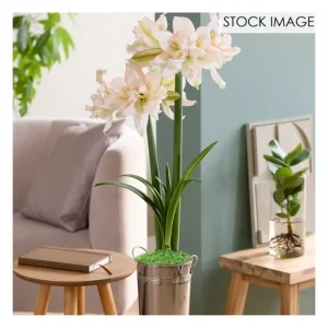 Van Zyverden Fast Track Amaryllis Kit Impatient - glamourwo.com | ladies' apparel & accessories & shoes | Cheap
