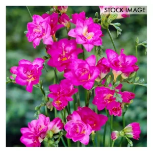 Van Zyverden Freesias Double Blooming Pink Setof 25 Bulbs - glamourwo.com | ladies' apparel & accessories & shoes | Cheap