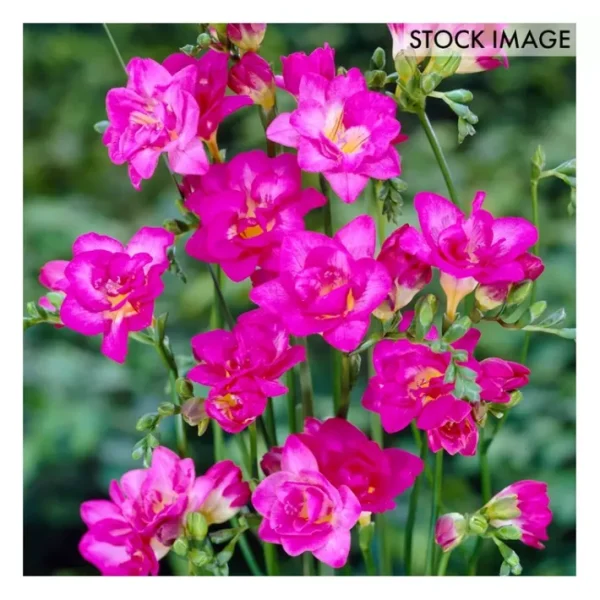 Van Zyverden Freesias Double Blooming Pink Setof 25 Bulbs - glamourwo.com | ladies' apparel & accessories & shoes | Cheap