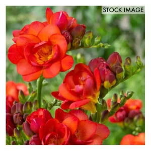 Van Zyverden Freesias Double Blooming Red Set of 25 Bulbs - glamourwo.com | ladies' apparel & accessories & shoes | Flash Sale