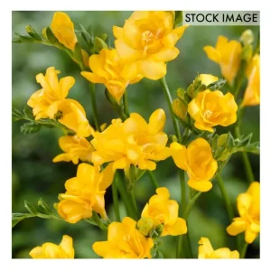 Van Zyverden Freesias Double Blooming Yellow Set of 25 Bulbs - glamourwo.com | ladies' apparel & accessories & shoes | Best