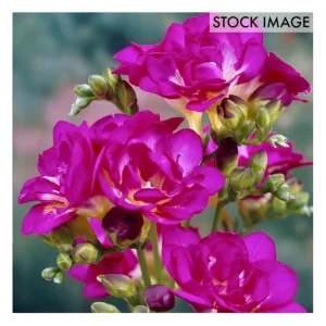 Van Zyverden Freesias Purple Rain Set of 25 Bulbs - glamourwo.com | ladies' apparel & accessories & shoes | Fashion