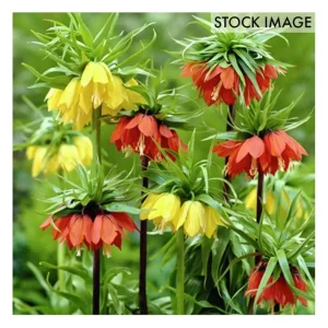 Van Zyverden Fritillaria Blend Set of 3 bulbs - glamourwo.com | ladies' apparel & accessories & shoes | Clearance